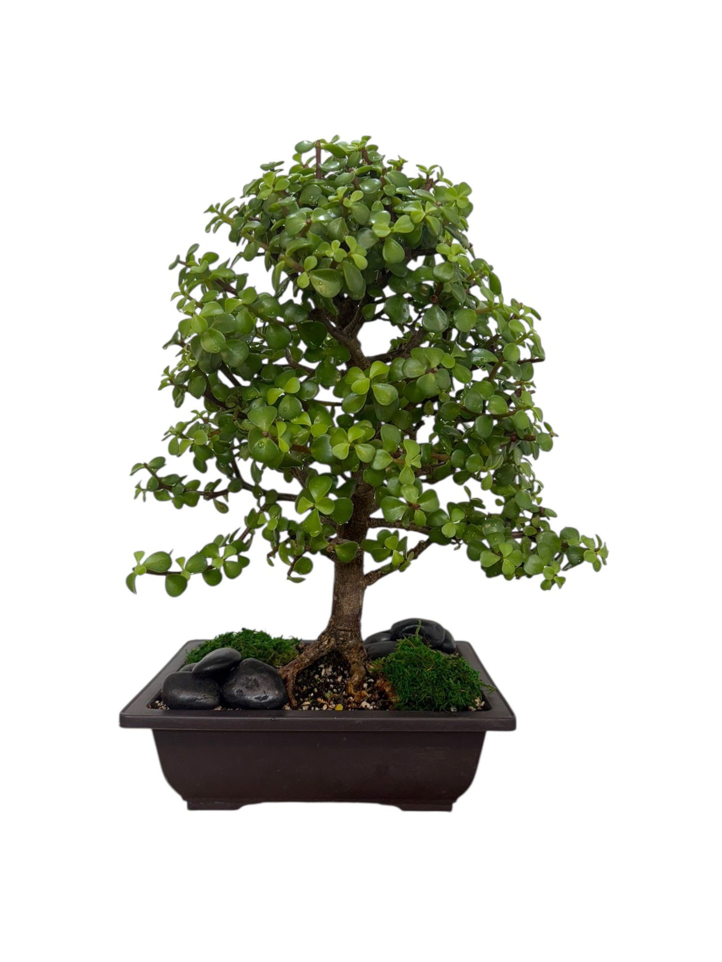 Portulacaria bonsai