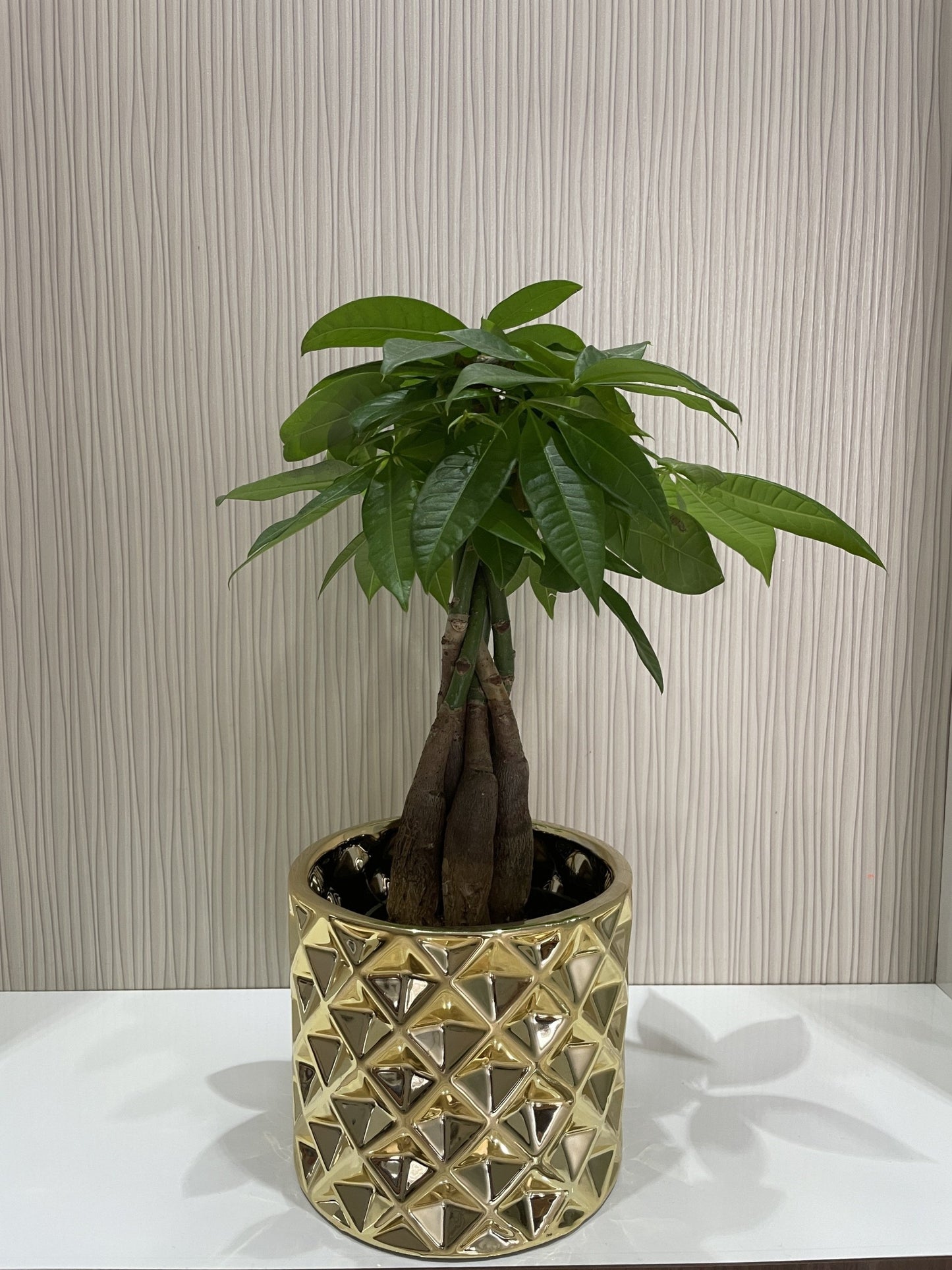 Money Tree Plant