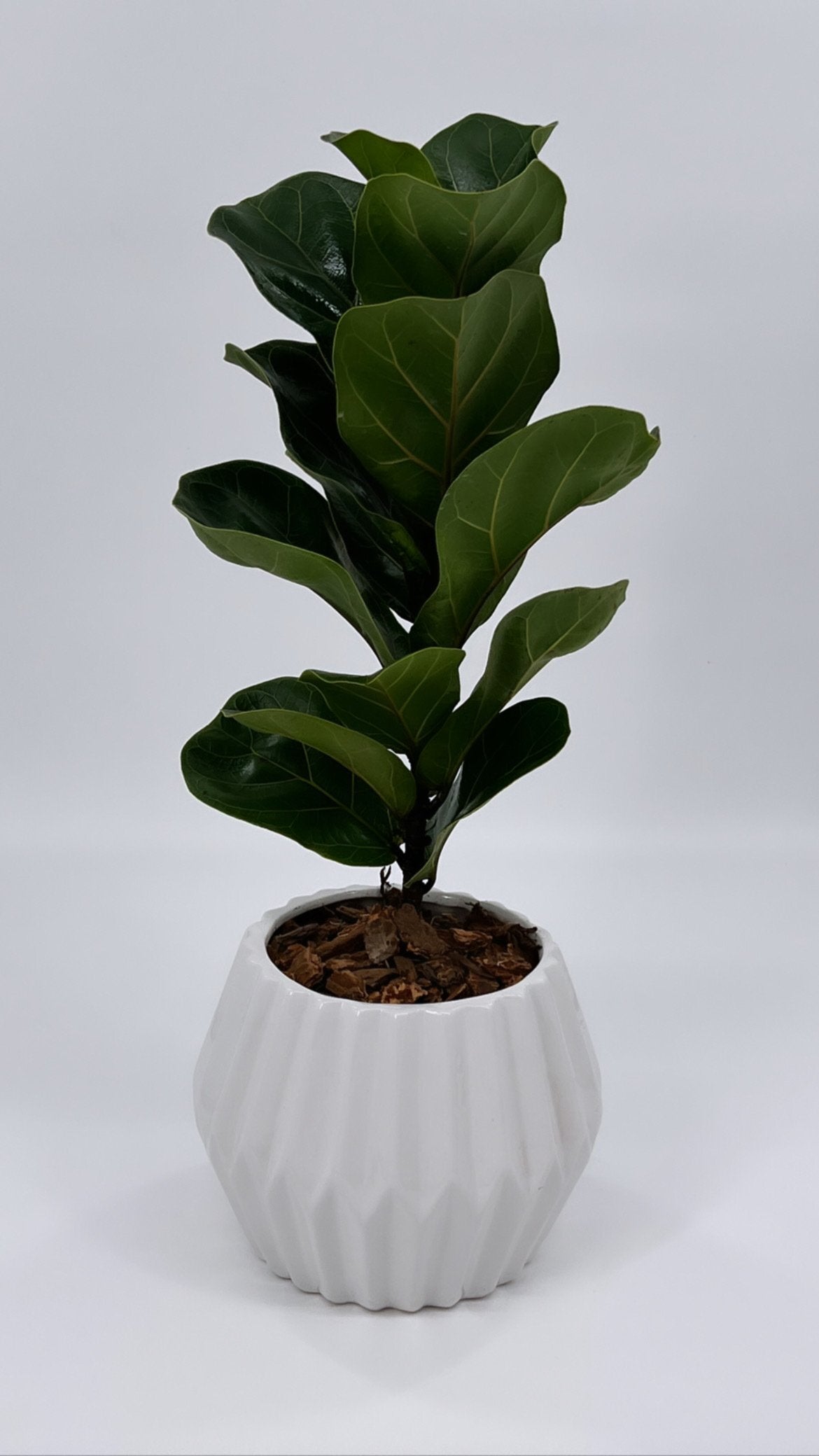 Live Ficus Lyrata, Fiddle-Leaf Fig