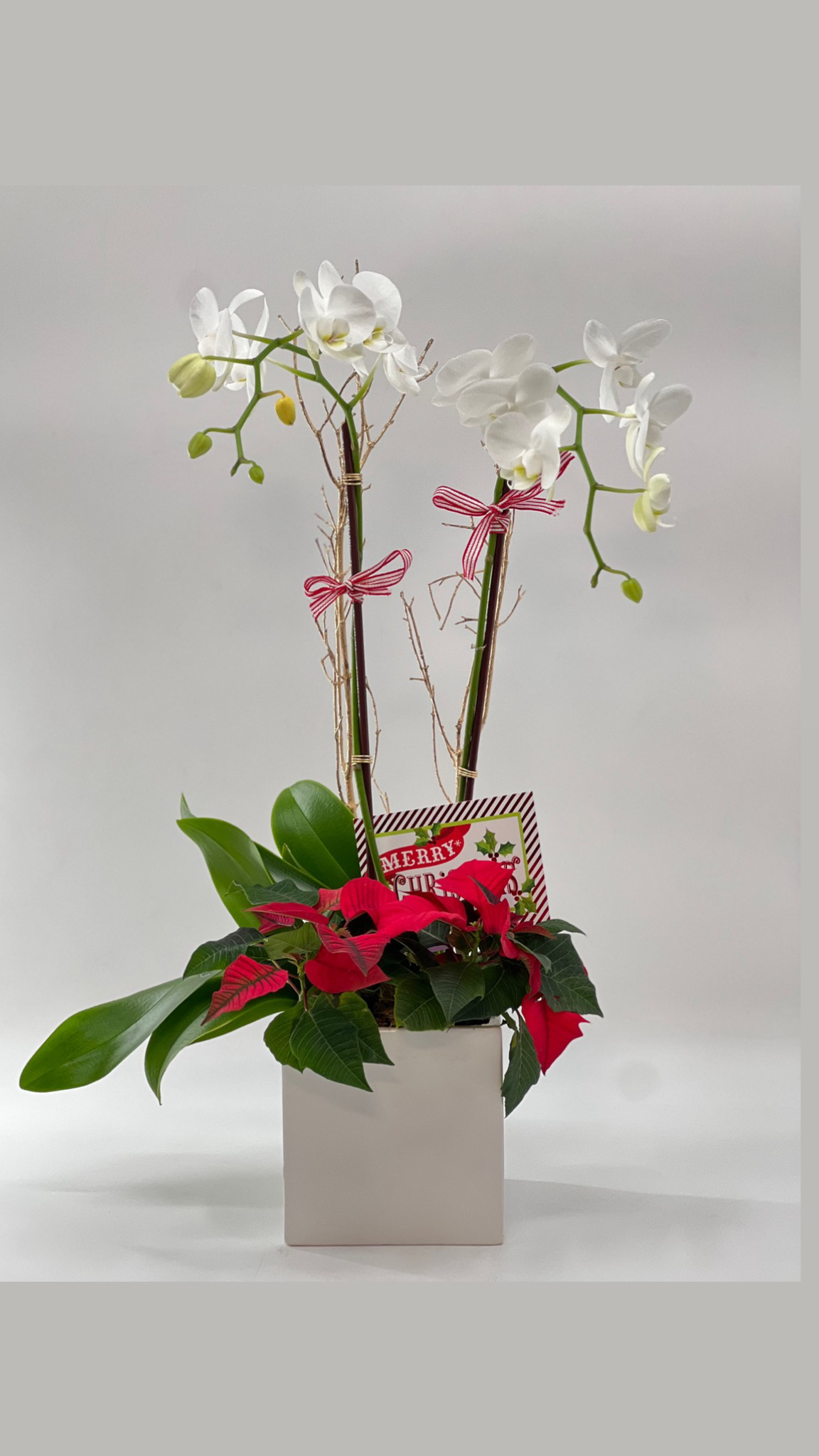 Nati Orchid Arrangement