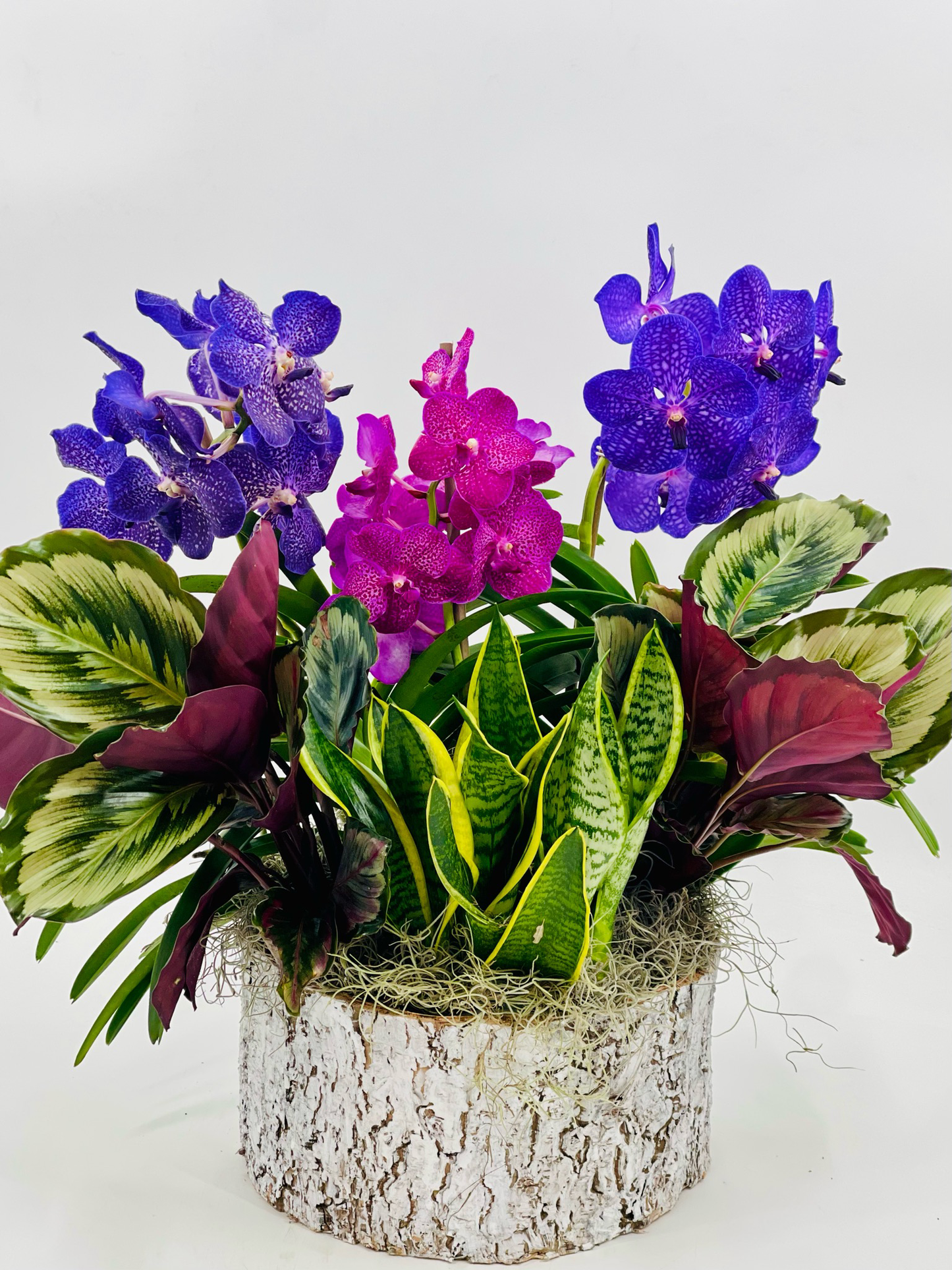Triple Vanda Orchid Arrangement