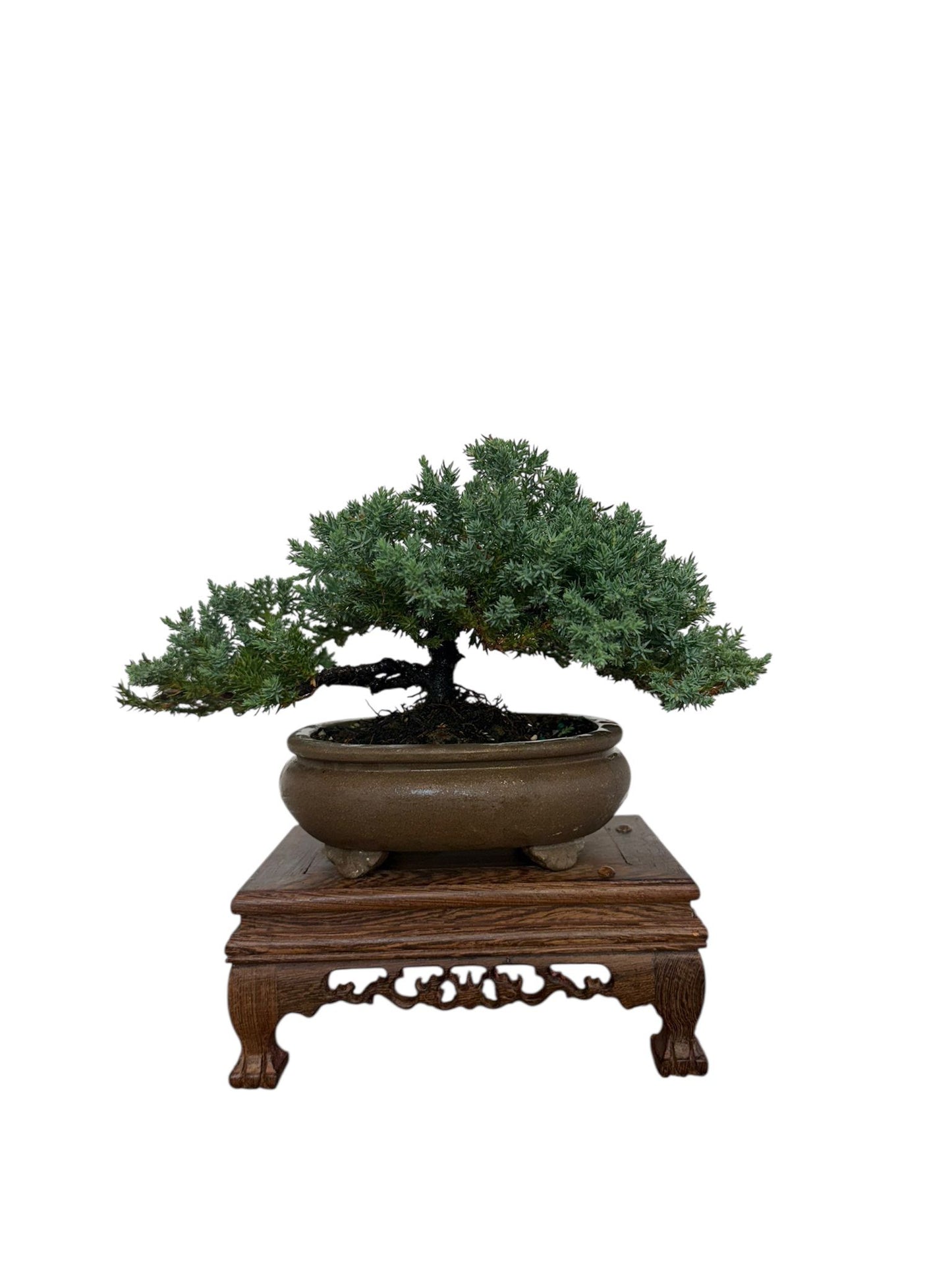 Juniper Bonsai