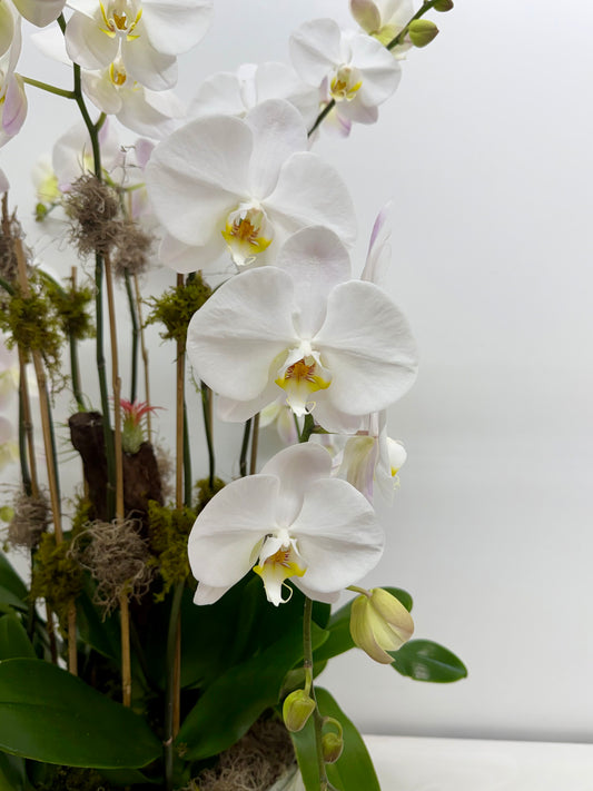 Luxury White Orchid Garden - La Gomera