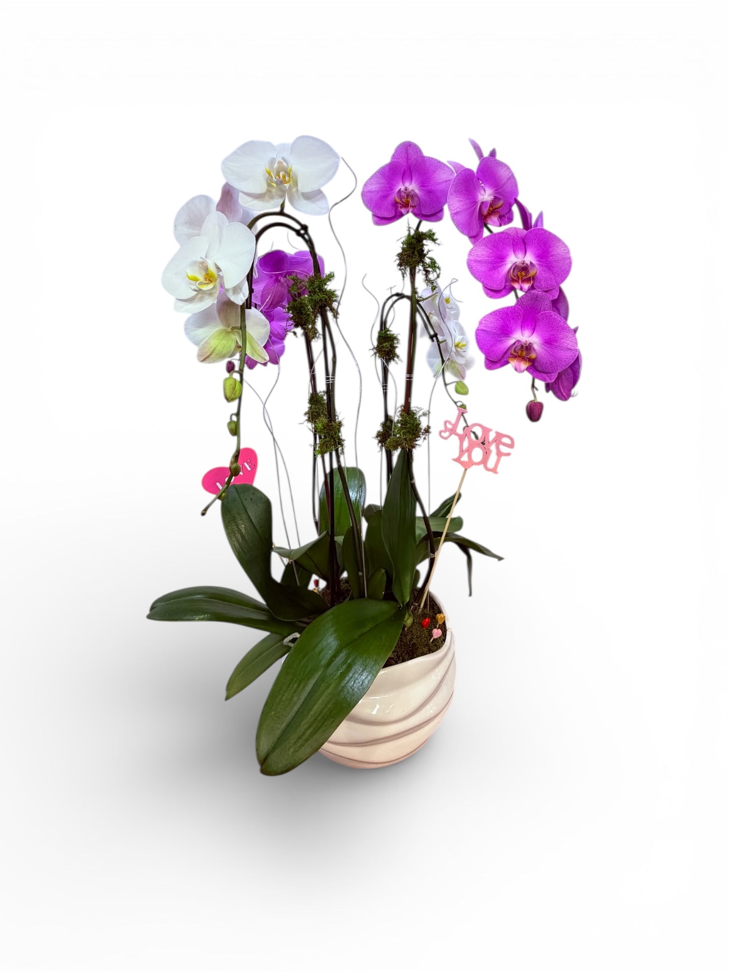 Blissful Love Orchid