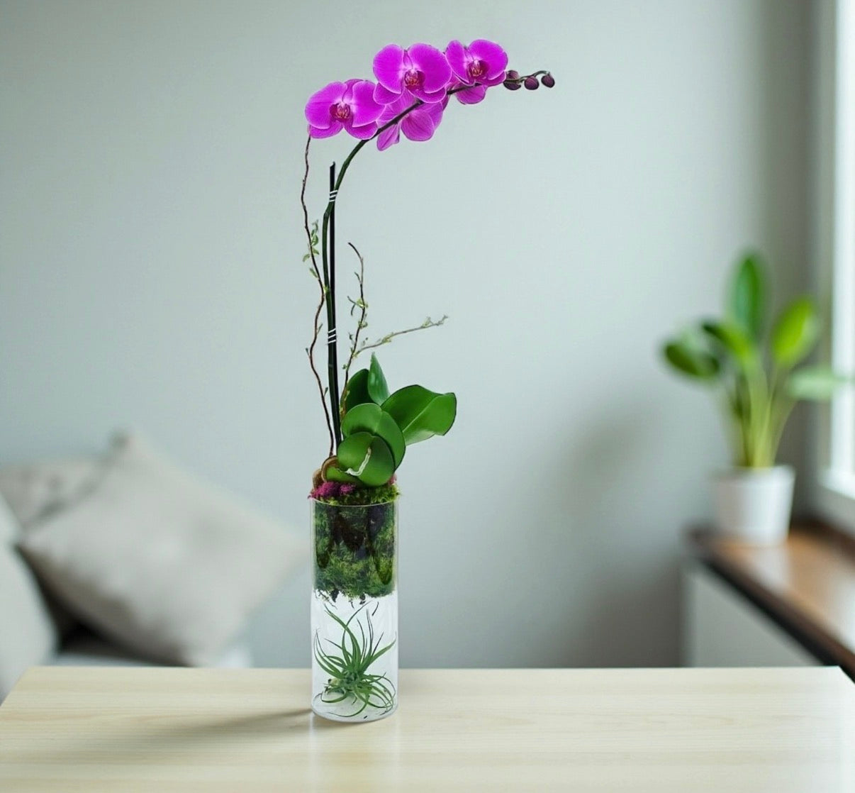 Vivo Orchid Arrangement