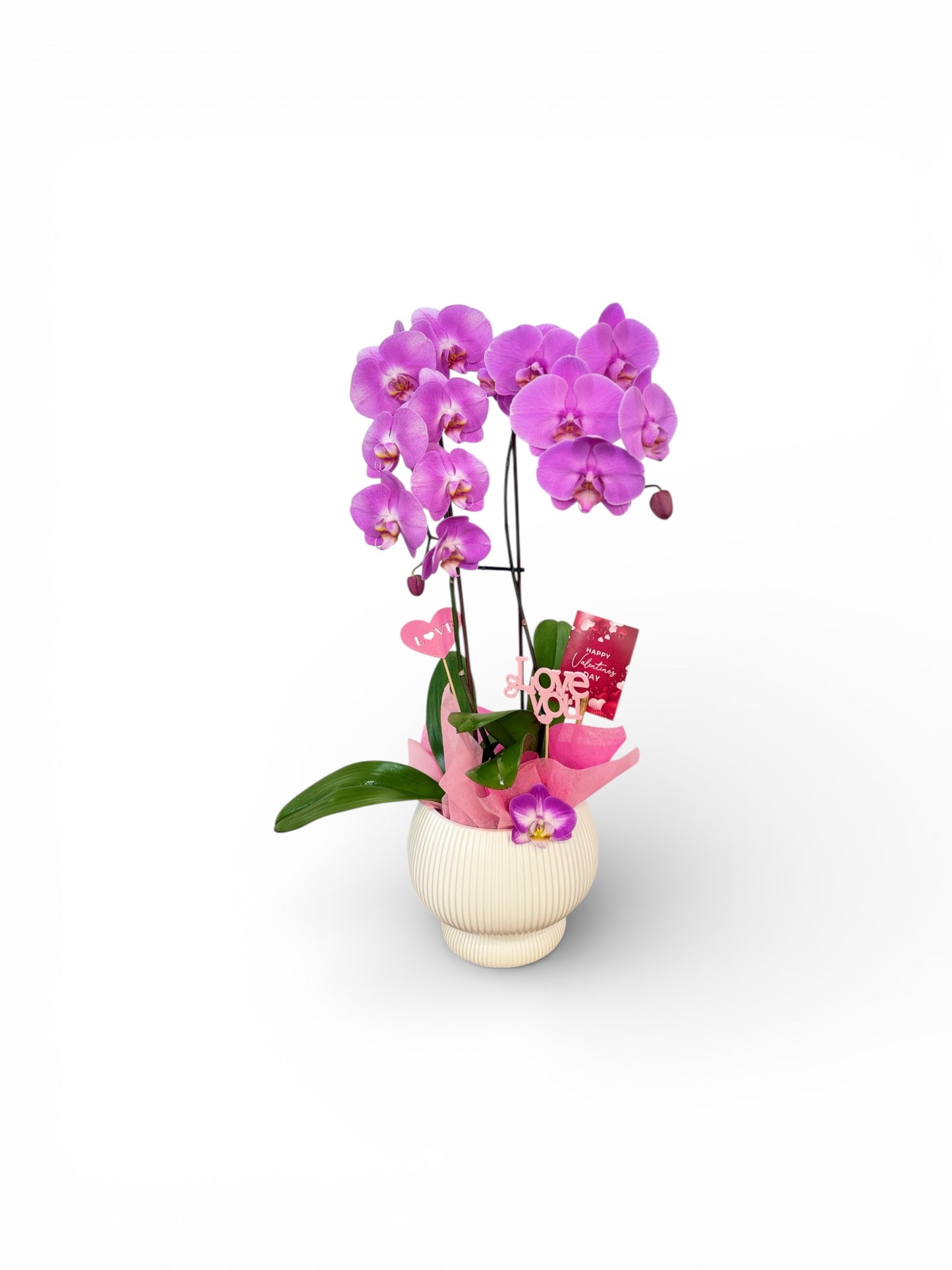 Love Symphony Orchid