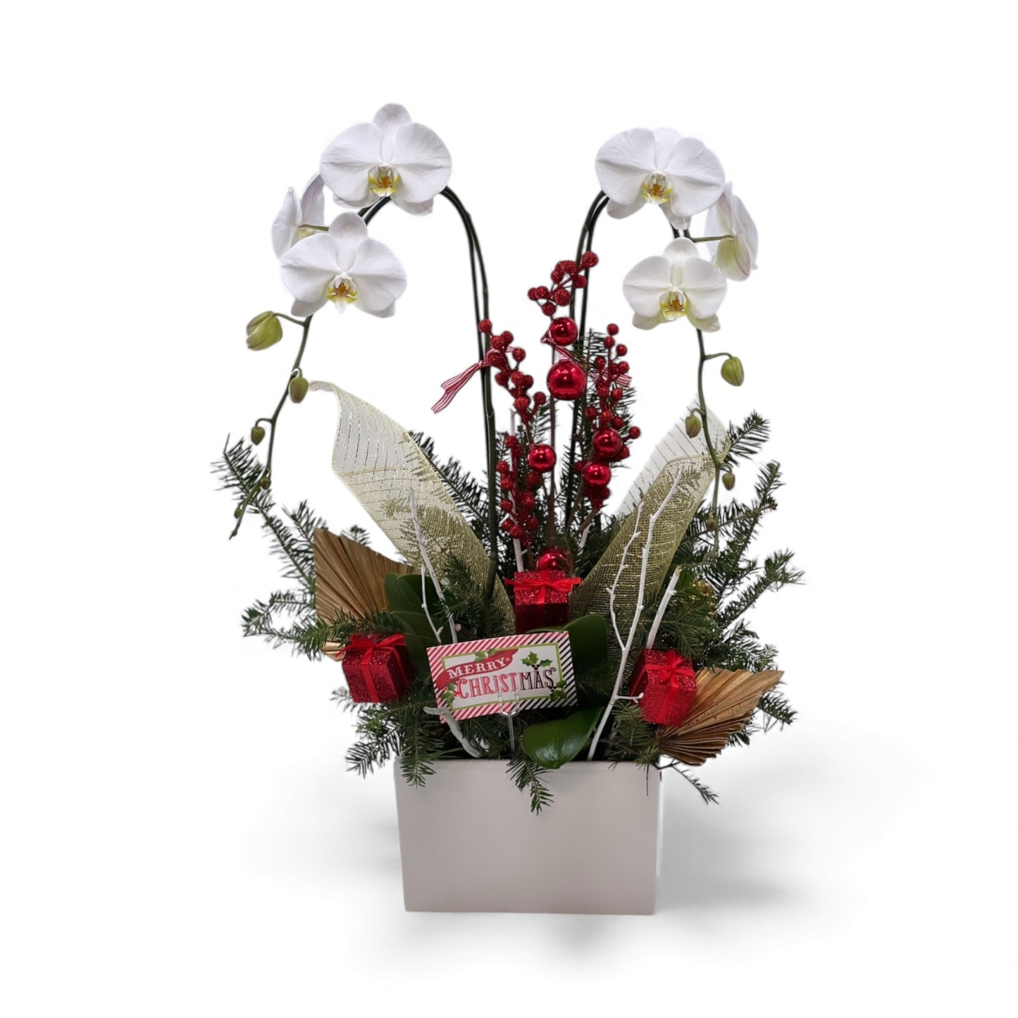 Joy Orchid Arrangement