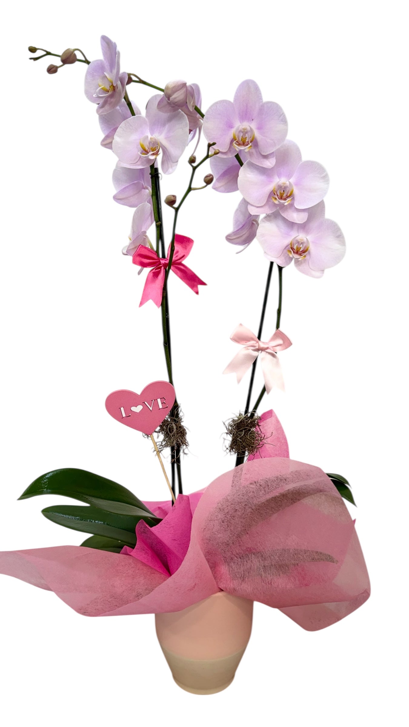 True Love Orchid