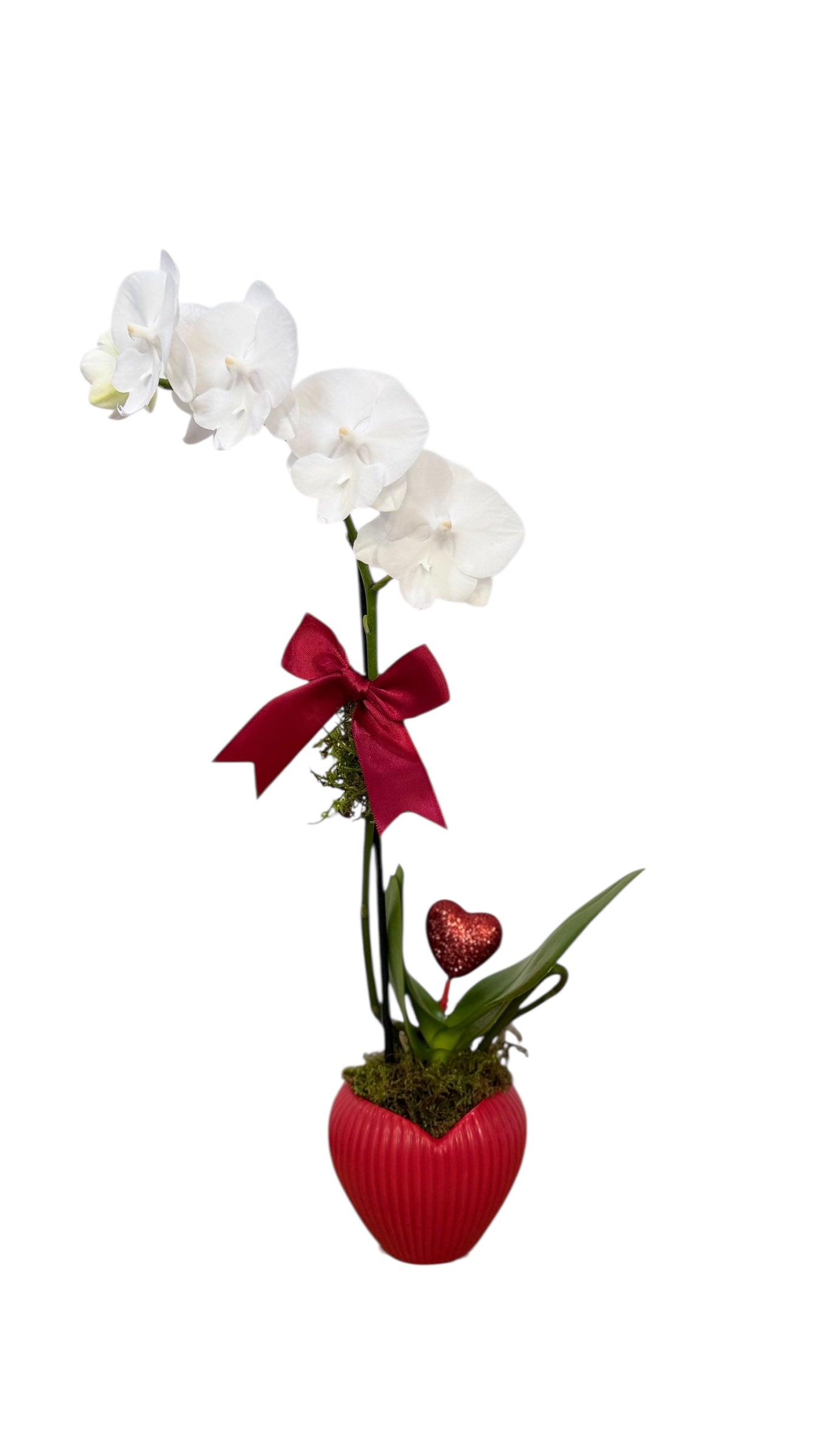 Velvet Heart Orchid