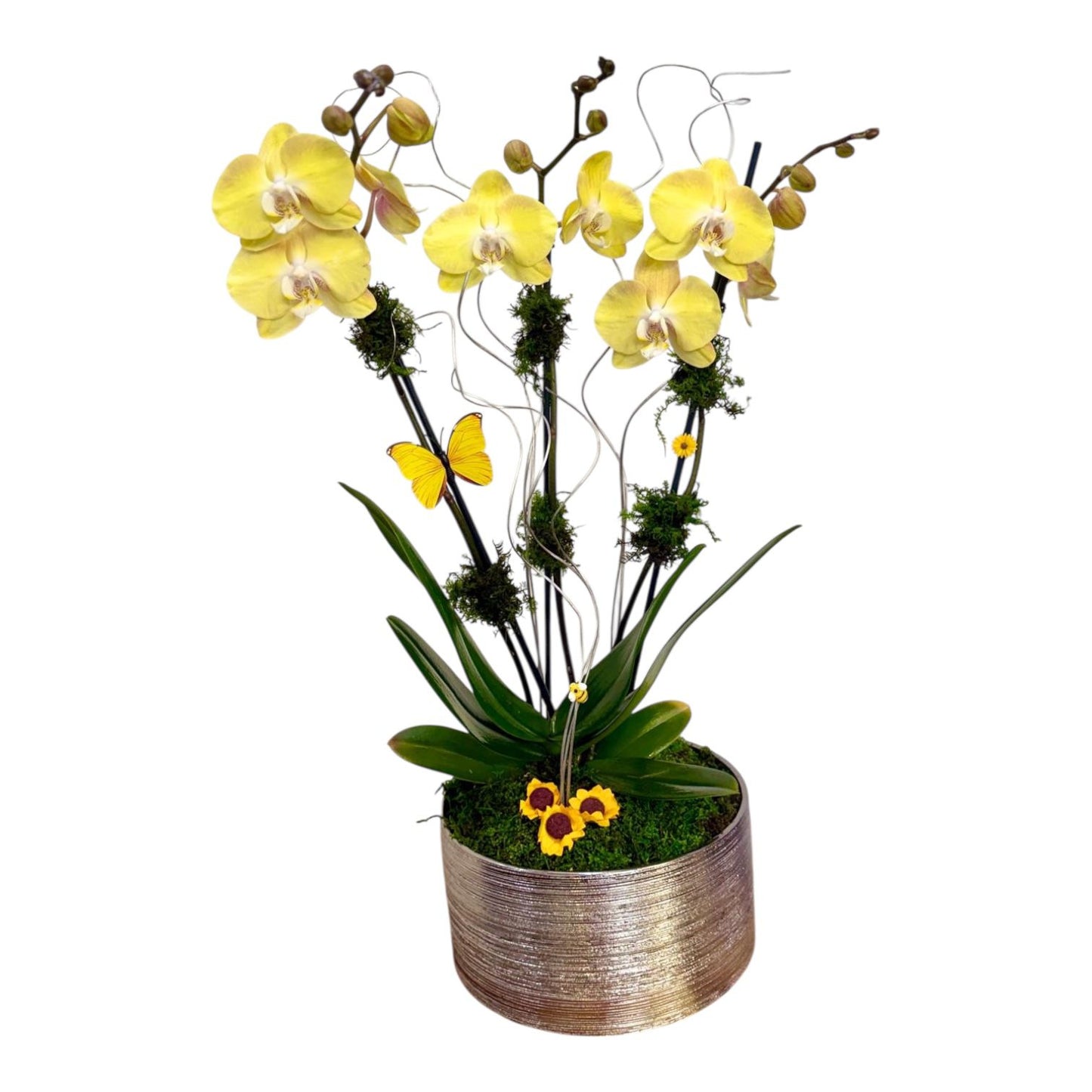 Hondarribia Orchid Arrangement