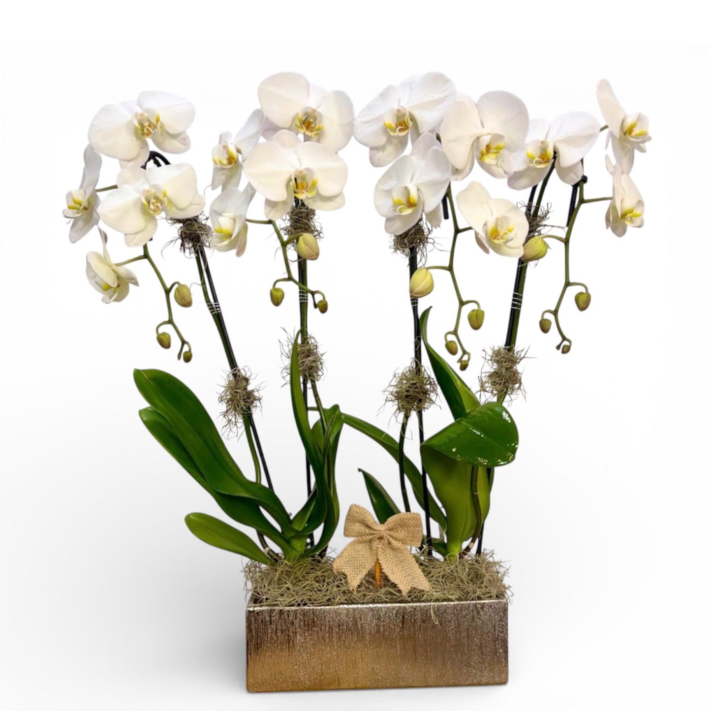 Alicante Orchid Arrangement