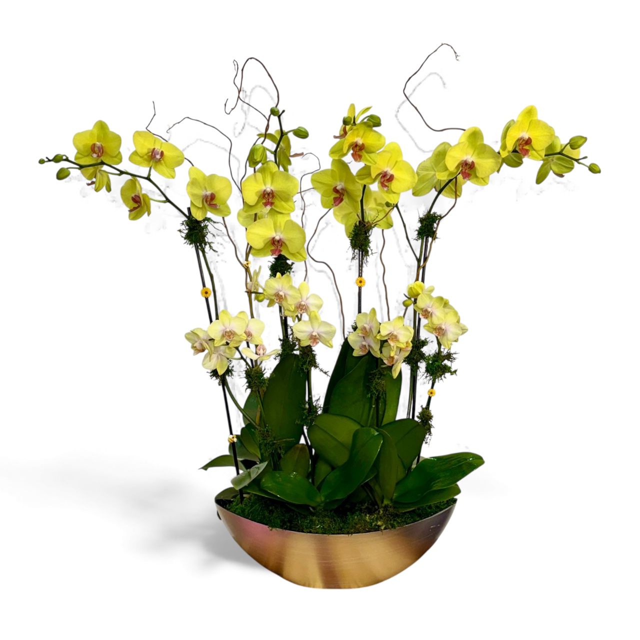 Sabadel orchid arrangement