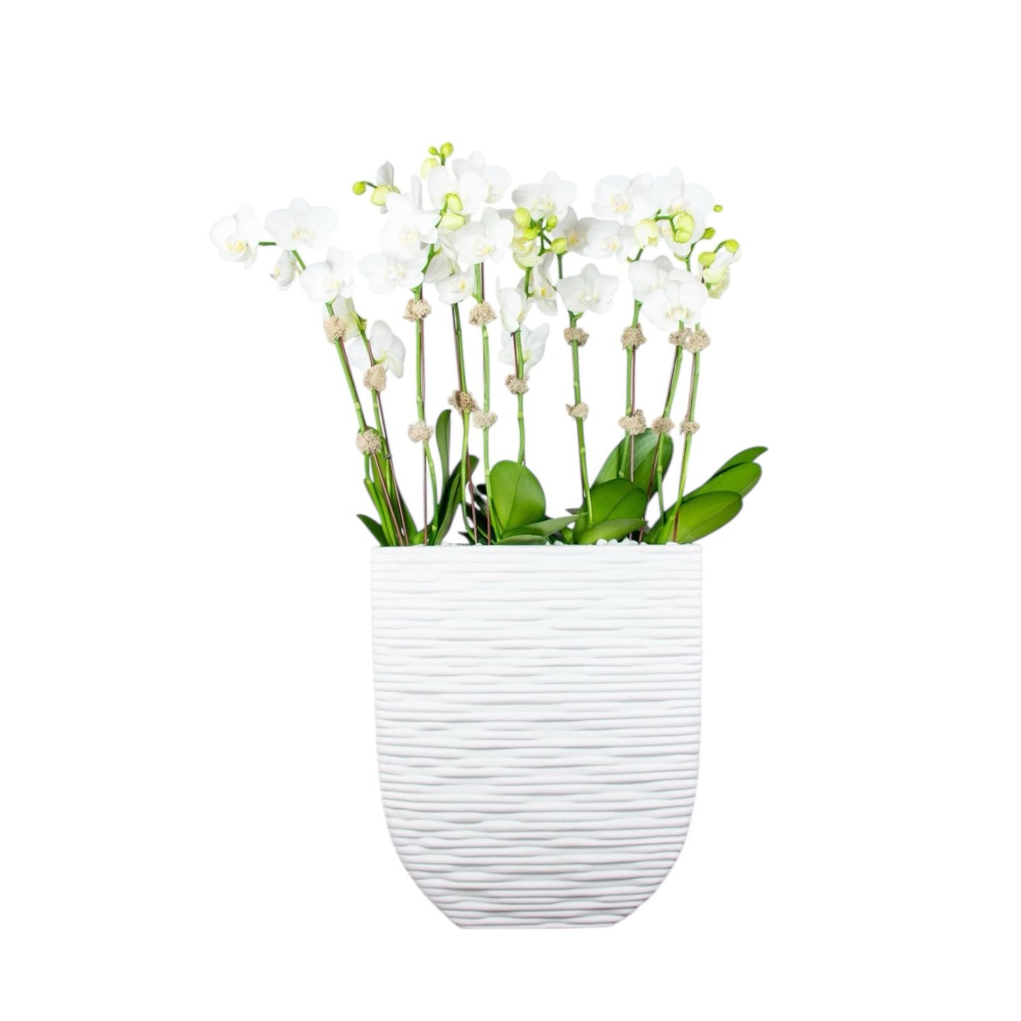 Turia Orchid Arrangement