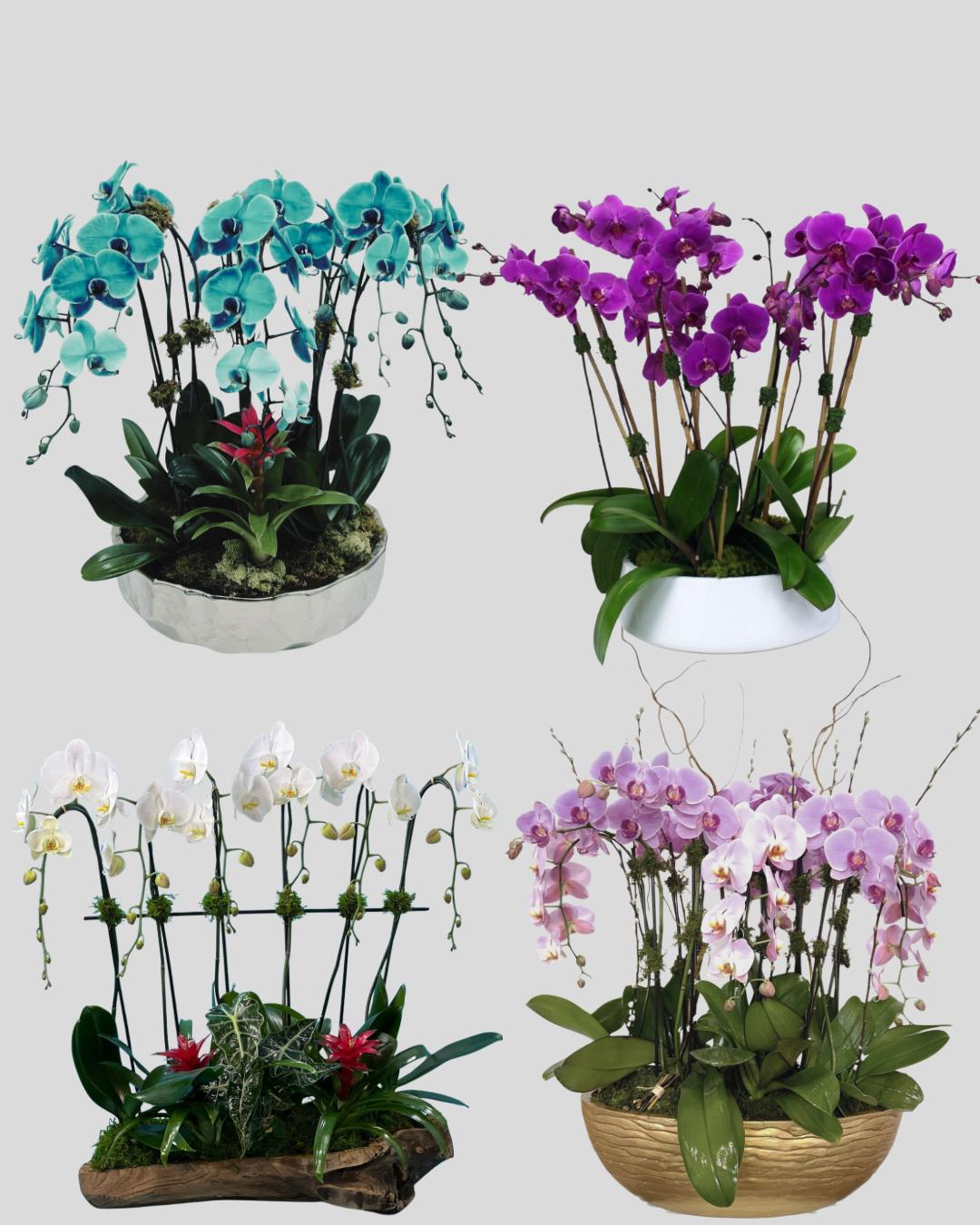 Extra Large Orchid Arrangements – Monthly Subscription