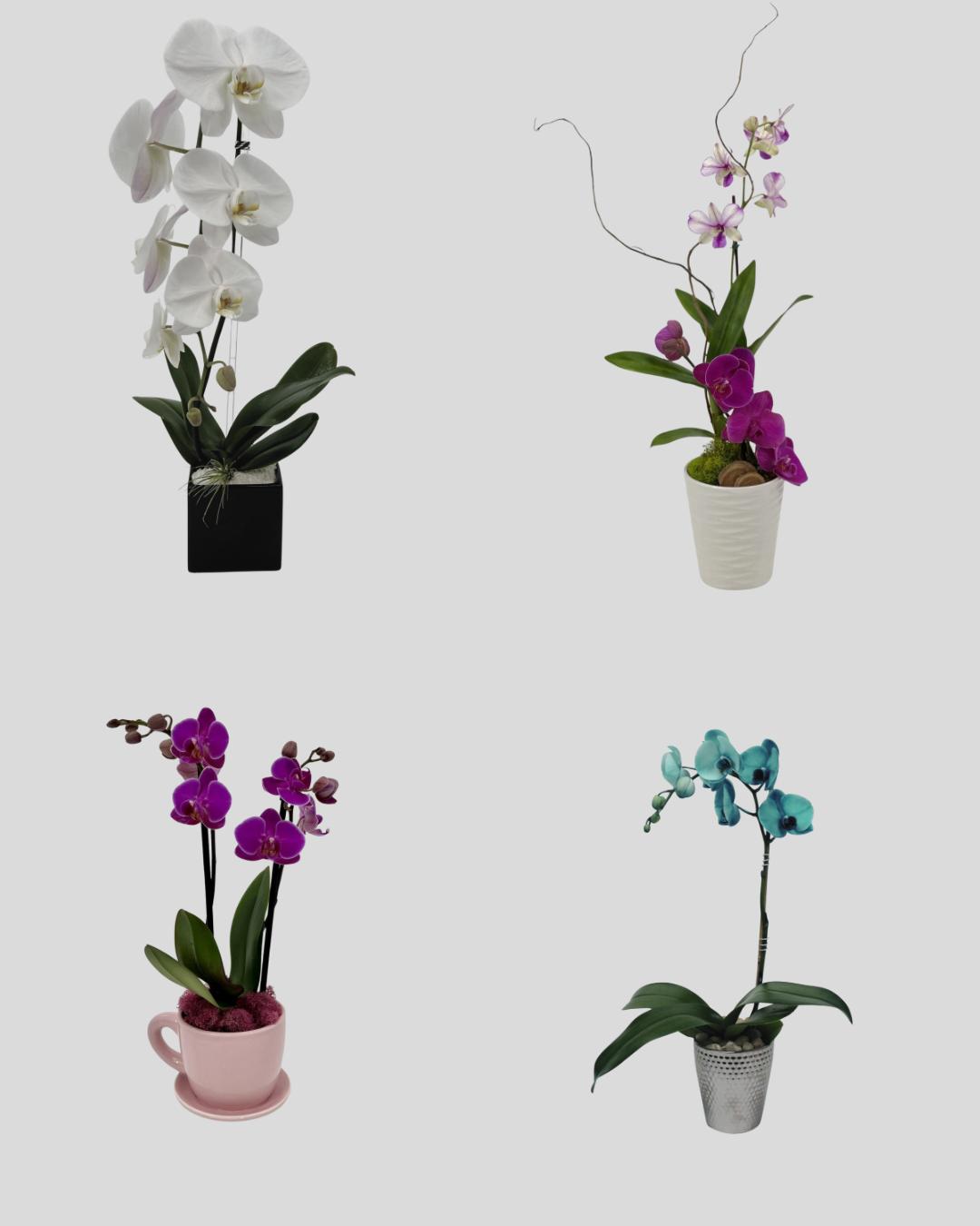 Small Orchid Arrangements – Monthly Subscription