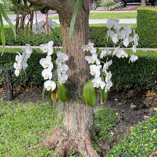Single Orchid Plan