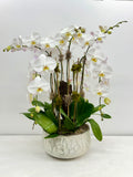 Luxury White Orchid Garden - La Gomera