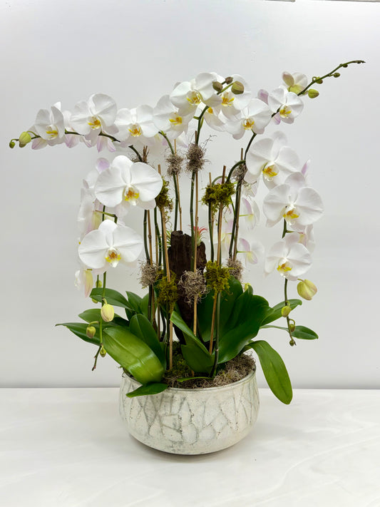Luxury White Orchid Garden - La Gomera
