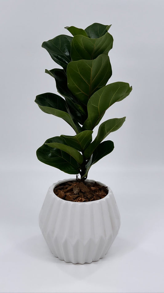 Live Ficus Lyrata, Fiddle-Leaf Fig