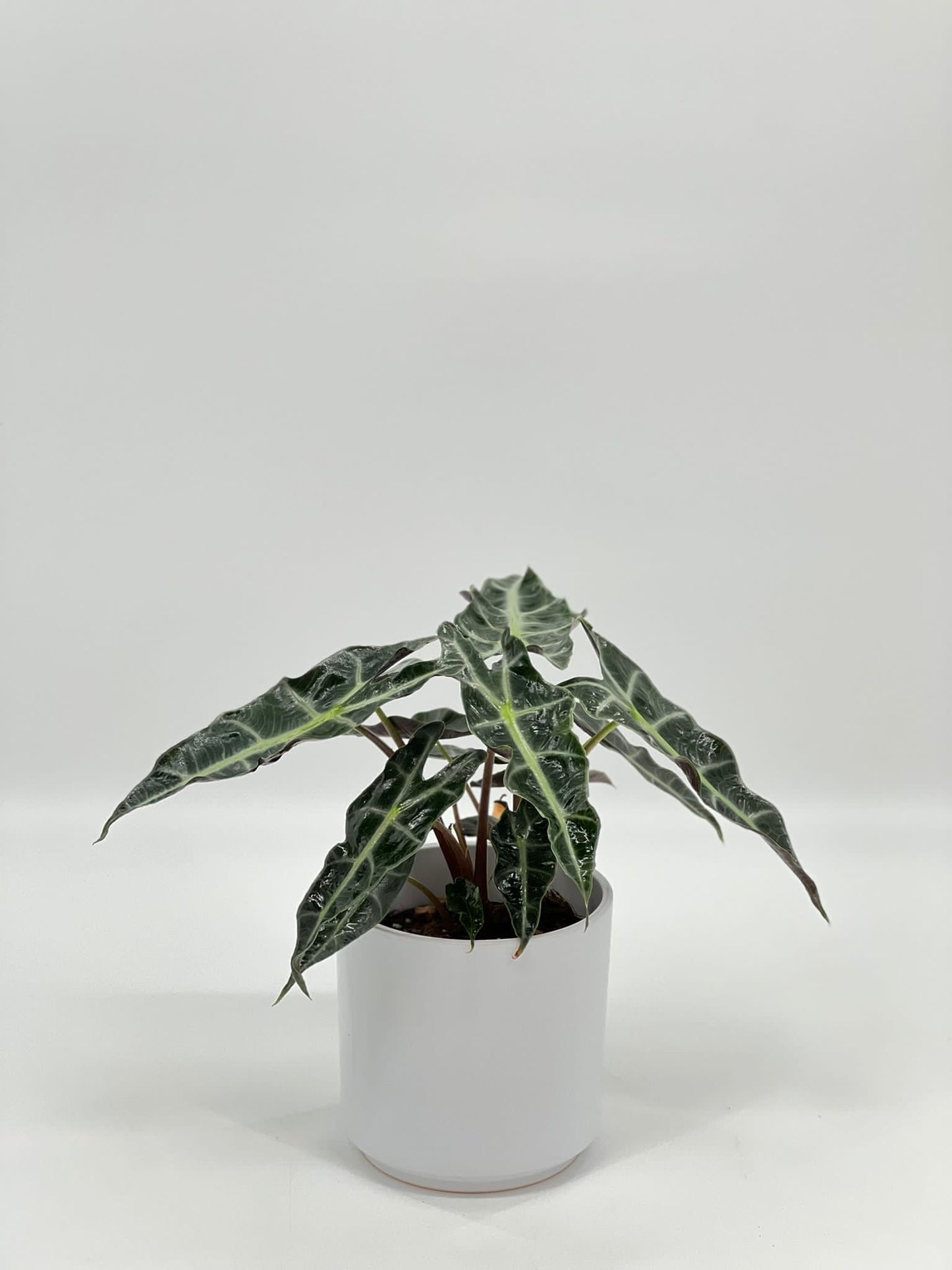 Alocasia Amazonica