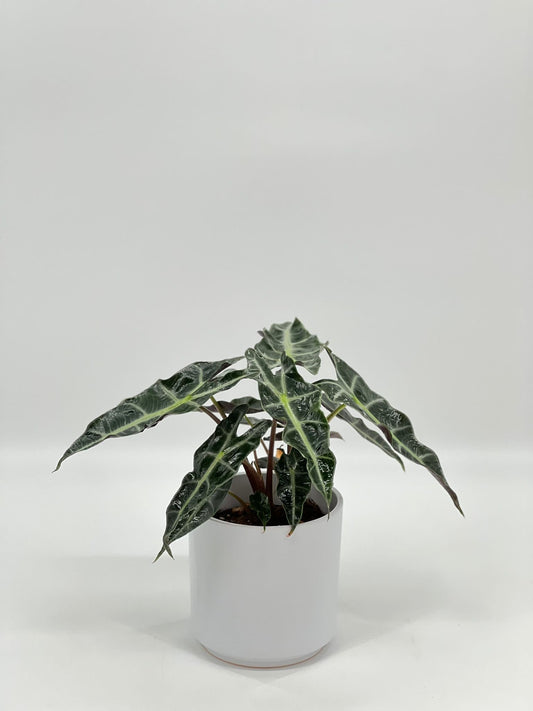 Alocasia Amazonica