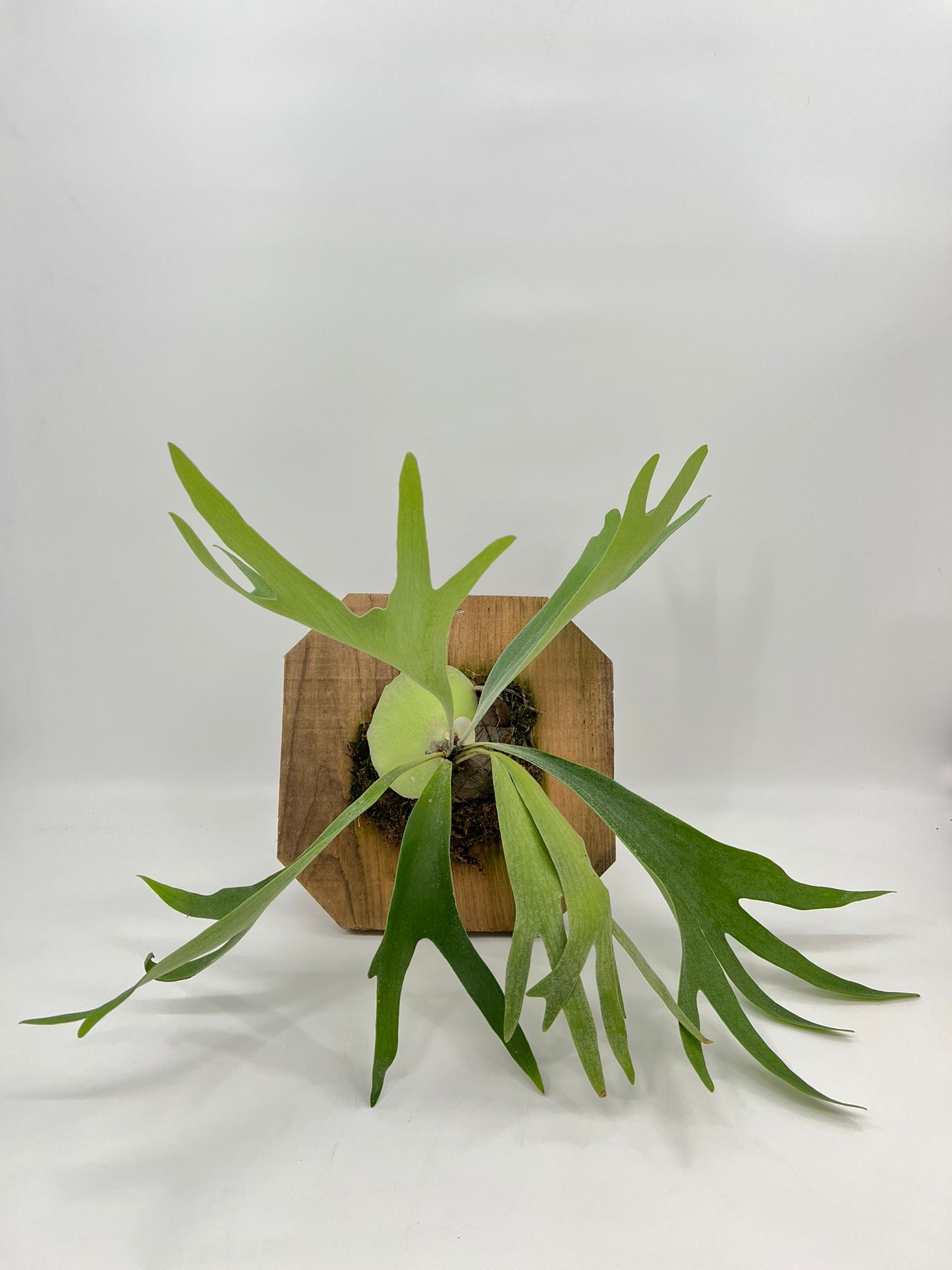 Platicerium