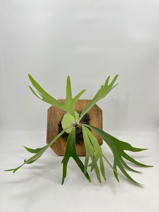 Platicerium