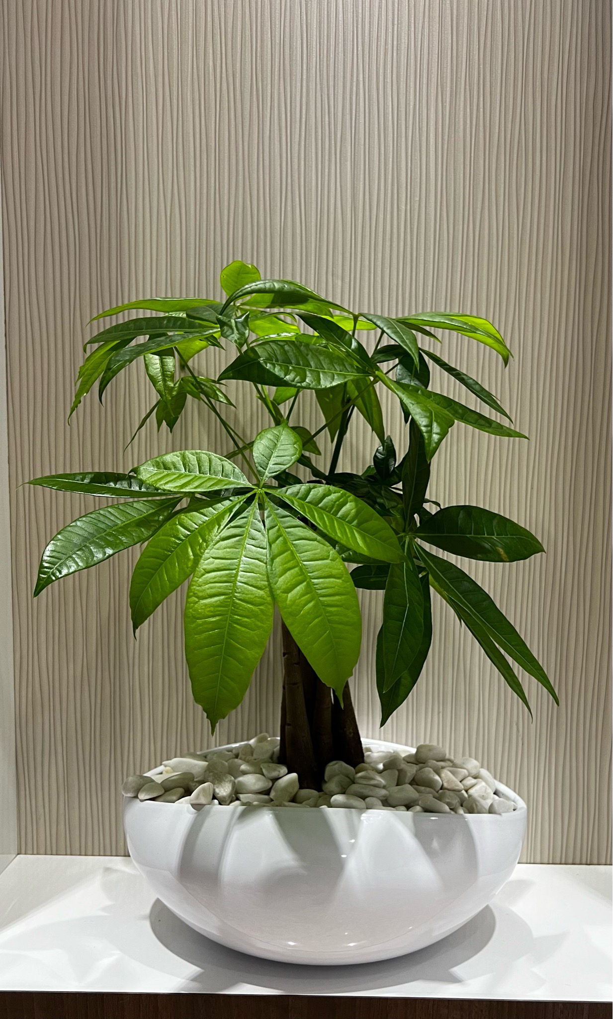 Money Tree Arrangement
