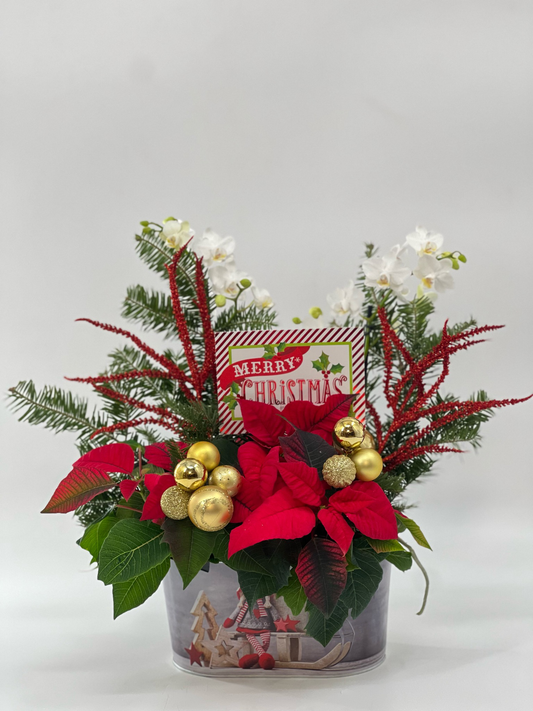 Noel Orchid Arrangement