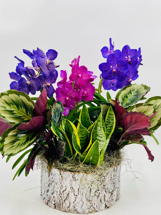 Triple Vanda Orchid Arrangement