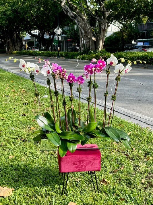 Large Orchid Arrangement Segovia