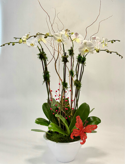 White Orchid Arrangements/Gijón/Christmas