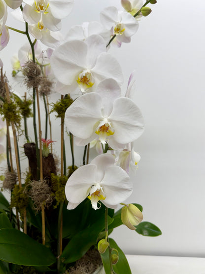 Luxury White Orchid Garden - La Gomera