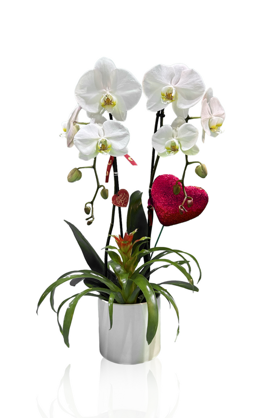 Adoration in Bloom