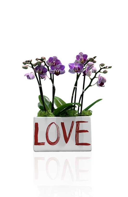Love You Better