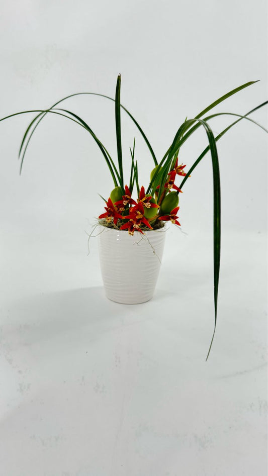 Coconut Orchid