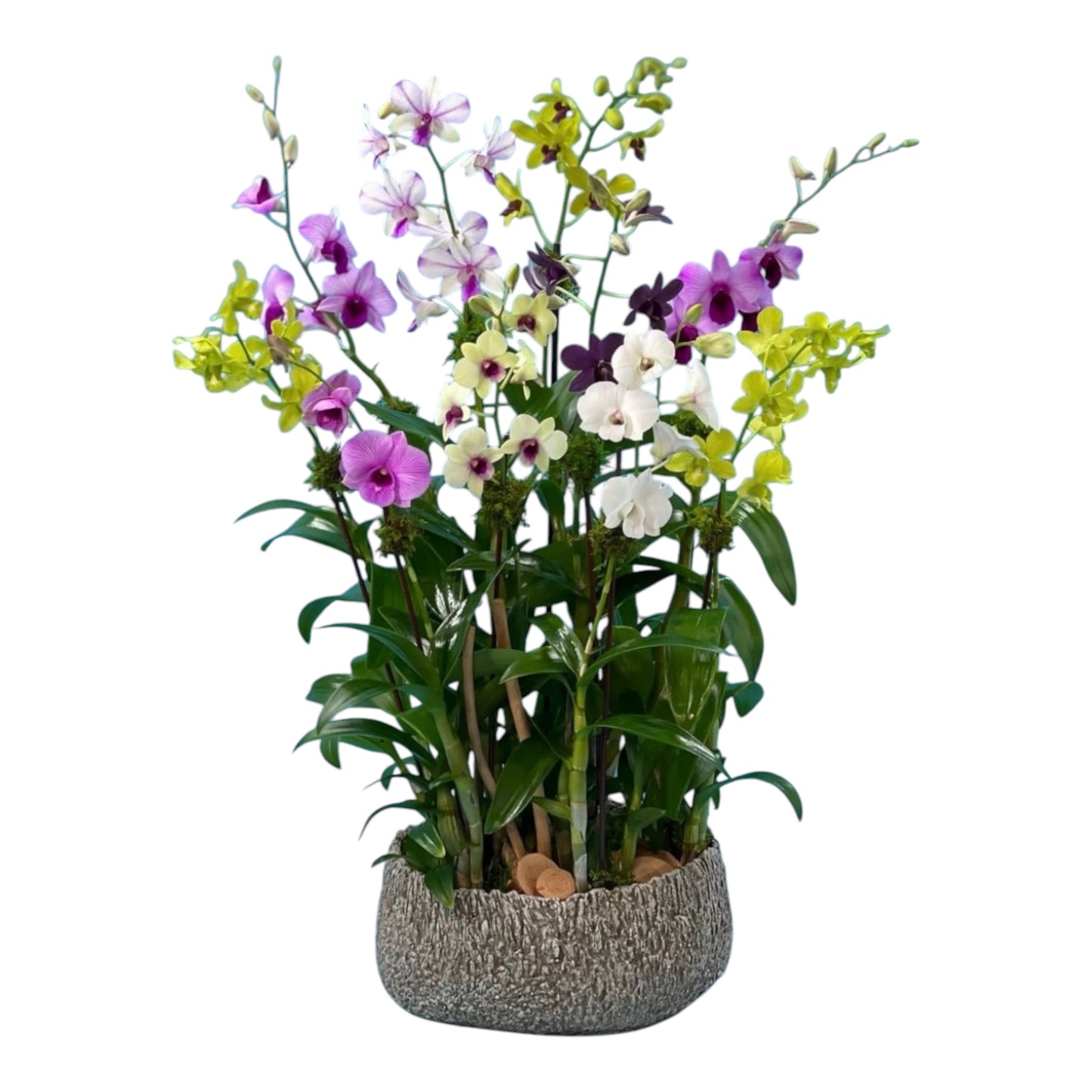 Jerez Orchid Arrangement