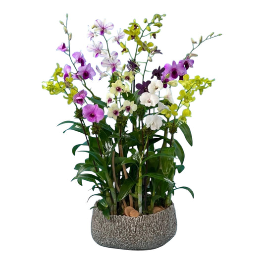 Jerez Orchid Arrangement