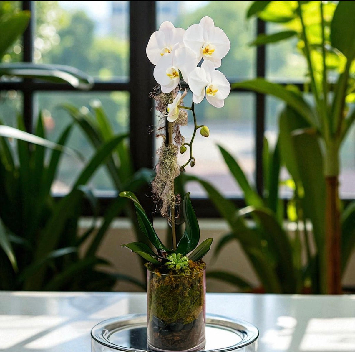Baez Orchid Arrangement