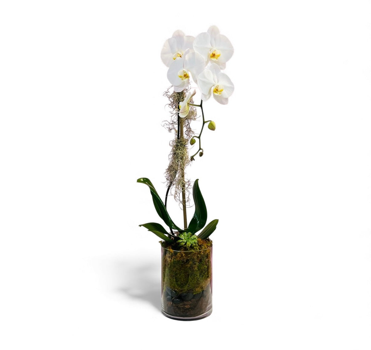 Baez Orchid Arrangement
