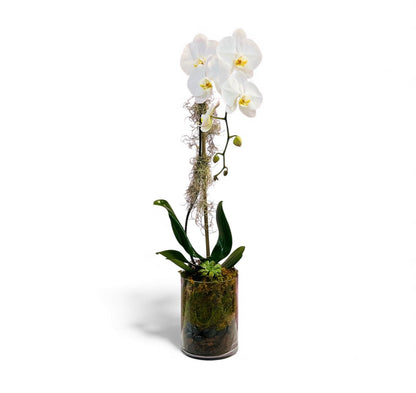 Baez Orchid Arrangement