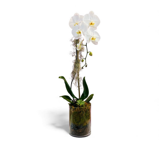 Baez Orchid Arrangement