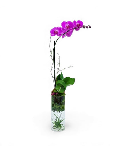 Vivo Orchid Arrangement