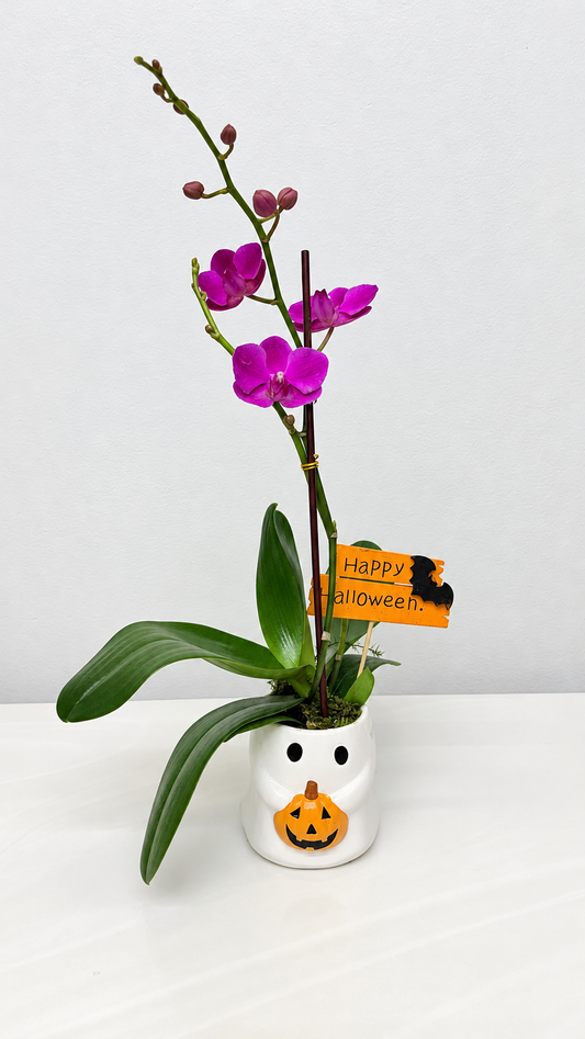 Halloween Mini Orchid Plant