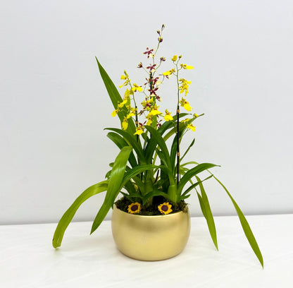 Golden Oncidium Orchid Arrangement