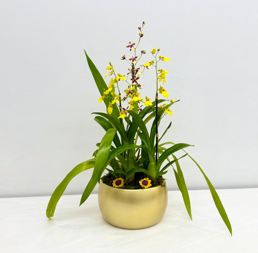 Golden Oncidium Orchid Arrangement