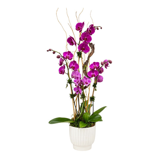 Alhambra Purple Orchid Arrangement