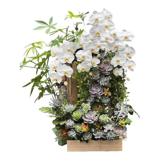 Jubalcoy — White Orchid & Succulent Garden