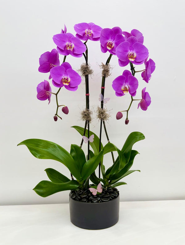 Sotogrande – Double Fuchsia Phalaenopsis Orchid Arrangement