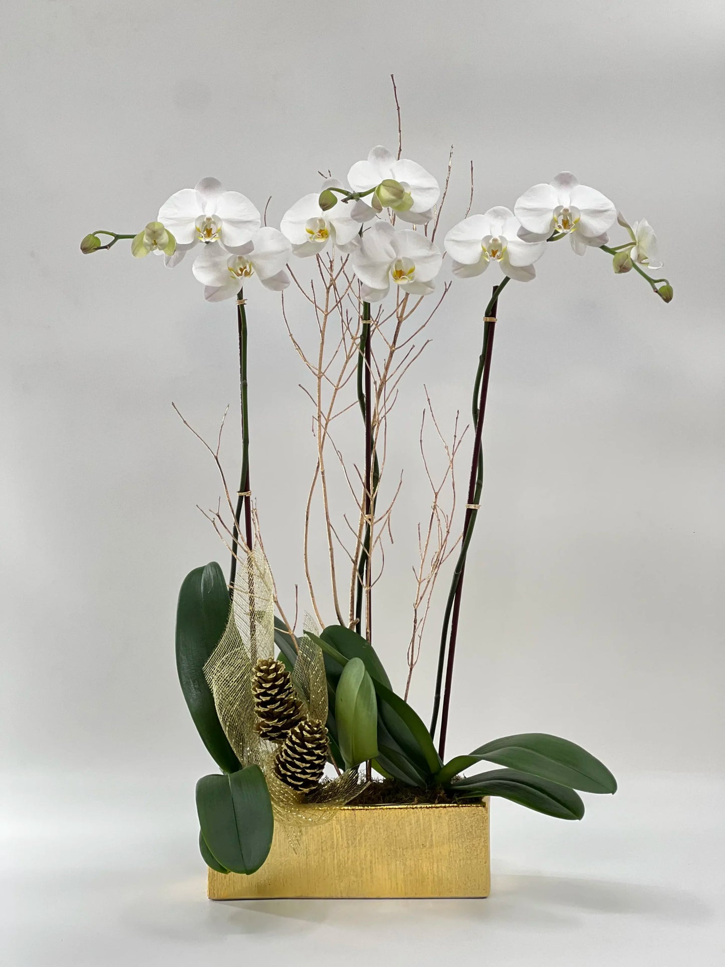 Classic Winter Orchid